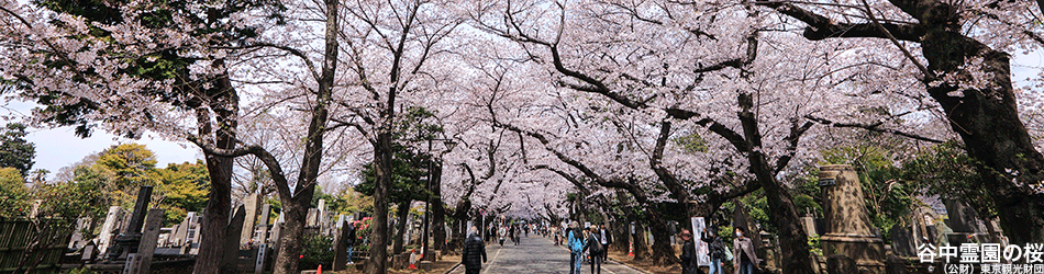 日本の桜