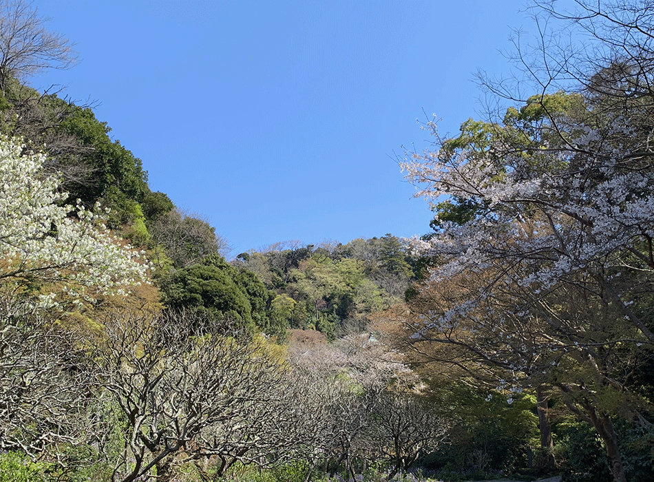 瑞泉寺　はじけるように春が来た