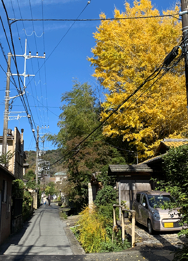 20221124覚園寺参道のイチョウ