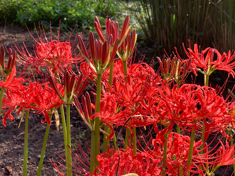 20201002極楽寺彼岸花