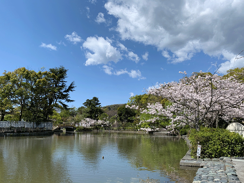 20210324 鶴岡八幡宮ｰ源氏池