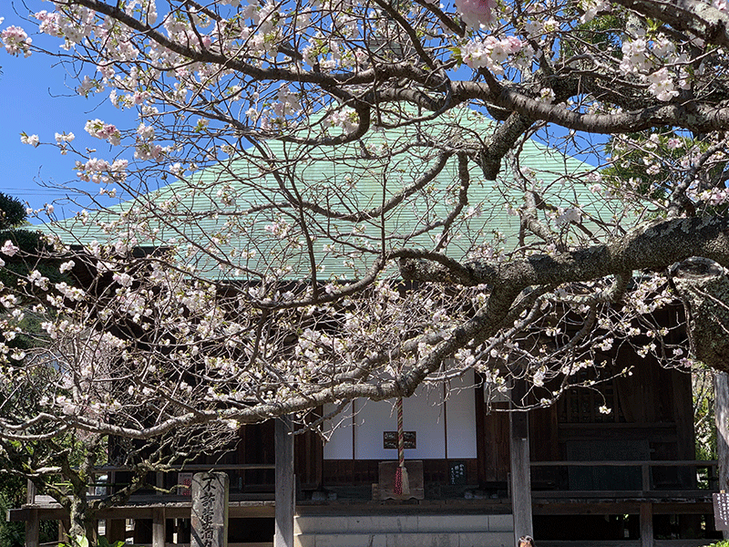 20240410極楽寺