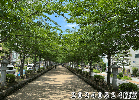 ２０２４０５２４段葛