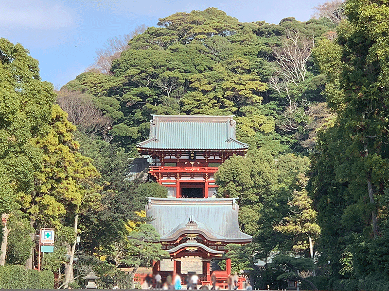20231127陽射しが膨らむ鶴岡八幡宮