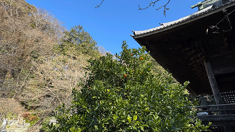20250120妙本寺金柑