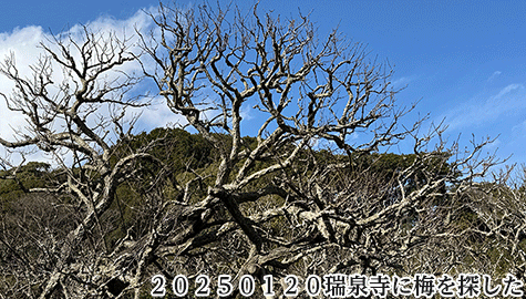 20250120瑞泉寺に梅を探した