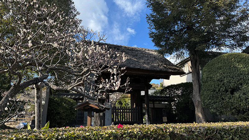 20250219極楽寺門前の白梅