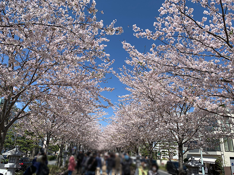 20240410段葛の桜並木