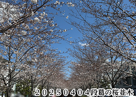 ２０２５０４０４段葛の桜並木
