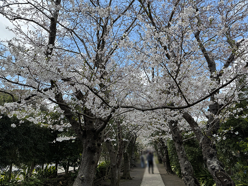 20250404極楽寺境内の桜