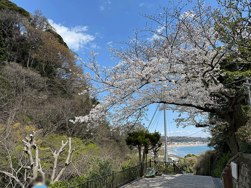 20250404成就院門前の桜