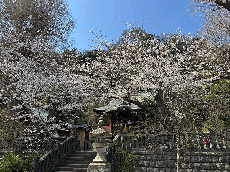 20250404御霊神社の桜