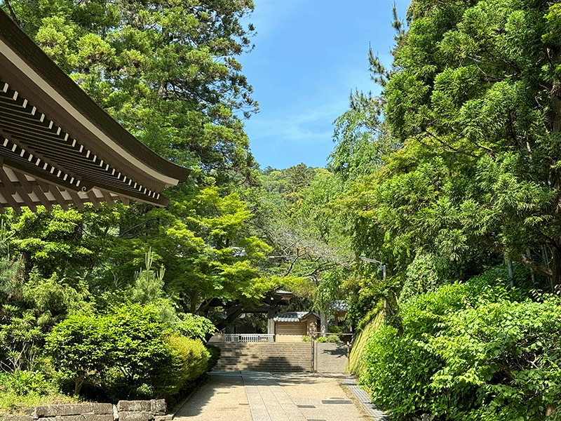 20250524円覚寺の伽藍と若葉