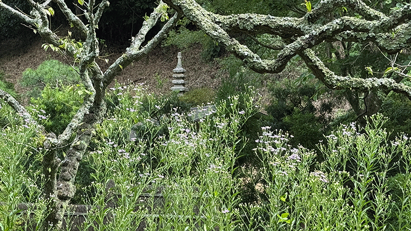 20250919東慶寺境内の野花