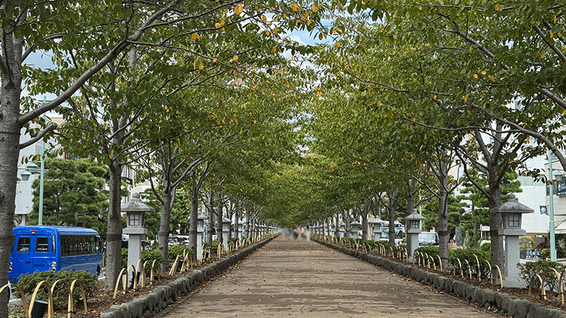 20250919段葛桜並木