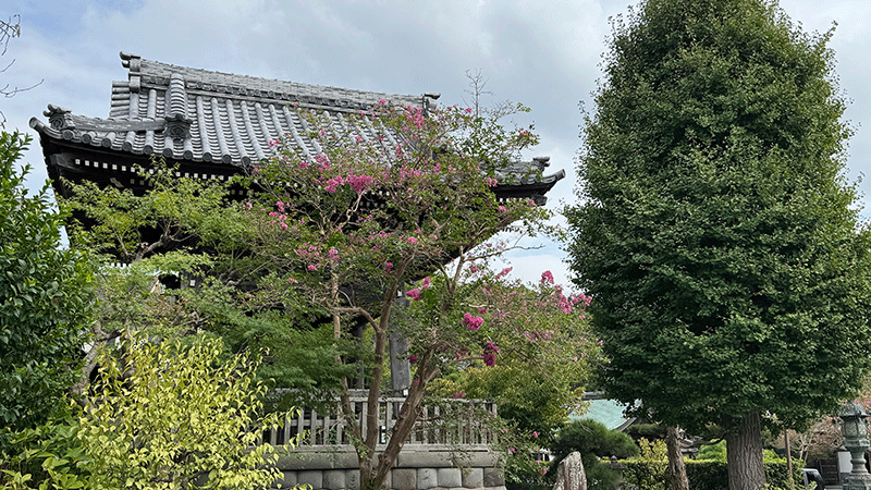 20250919本覚寺百日紅