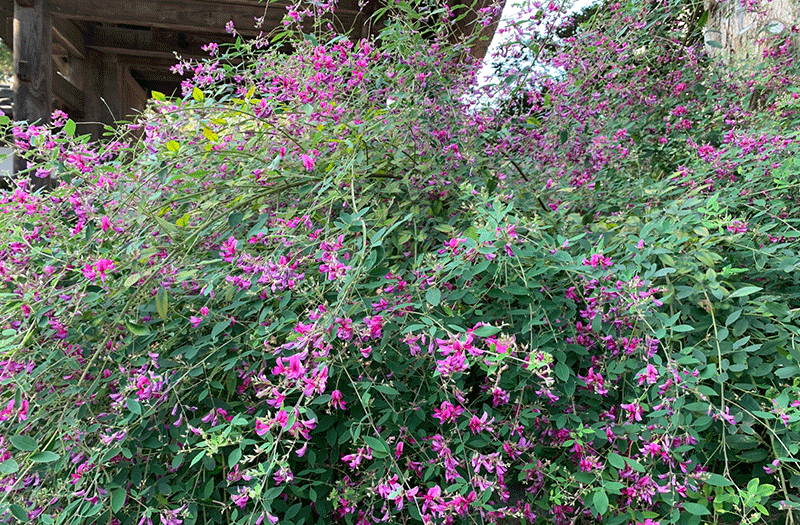 20201002極楽寺の萩