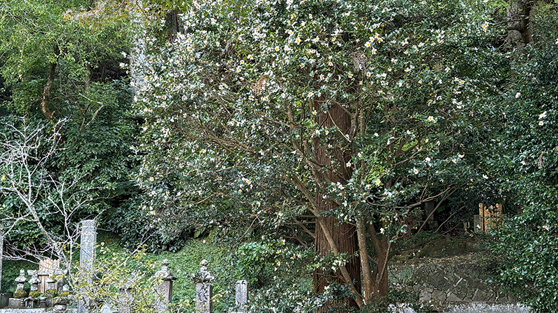 20241125妙本寺山茶花