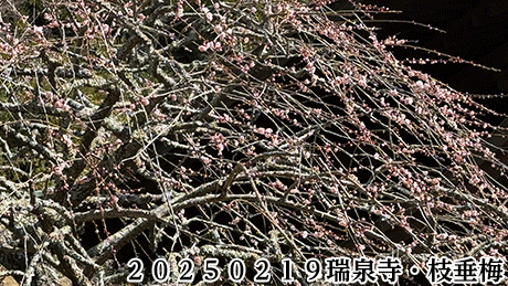 20250219瑞泉寺・枝垂梅