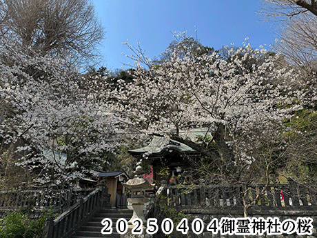２０２５０４０４御霊神社の桜