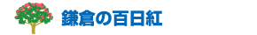 鎌倉の百日紅