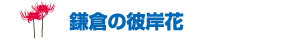 鎌倉の彼岸花
