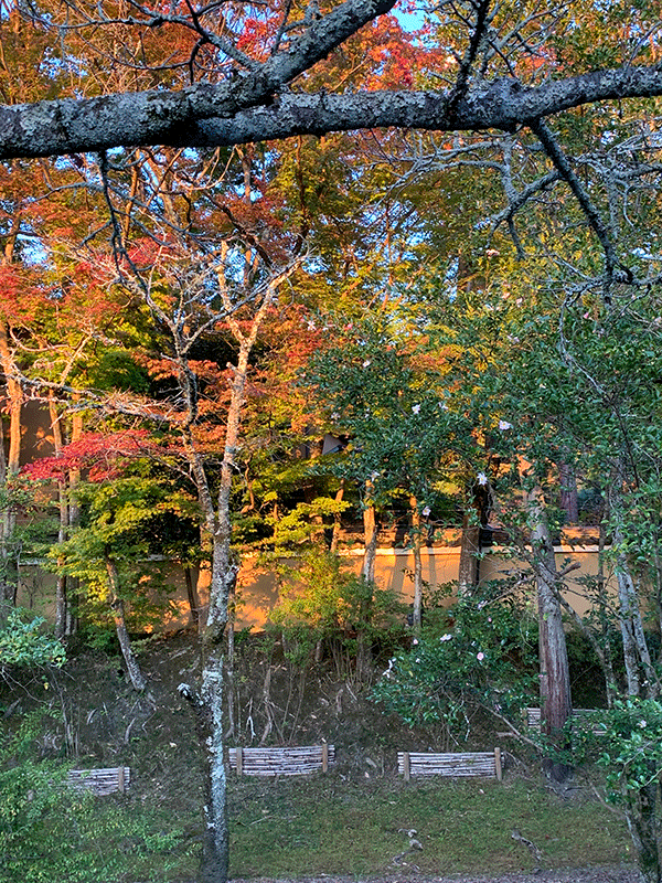 20221030哲学の道白川堤