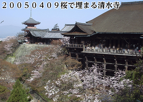 ２００５０４０９桜で埋まる清水寺