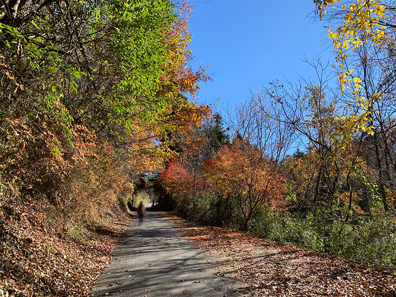 20201123秩父の秋