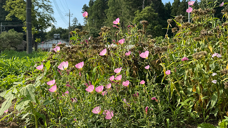 20250628 ヒルサキツキミソウ
