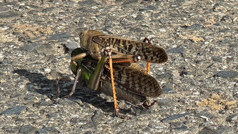 200251013 バッタの交尾