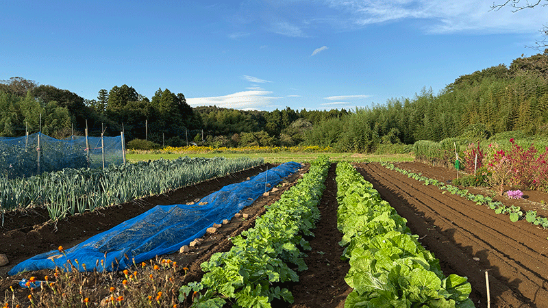 20251012 ばあちゃんの畑