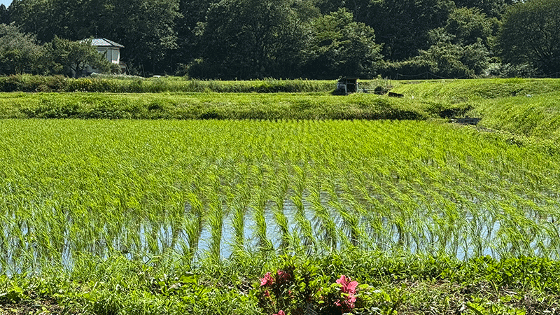 200250605 青田に風が吹く