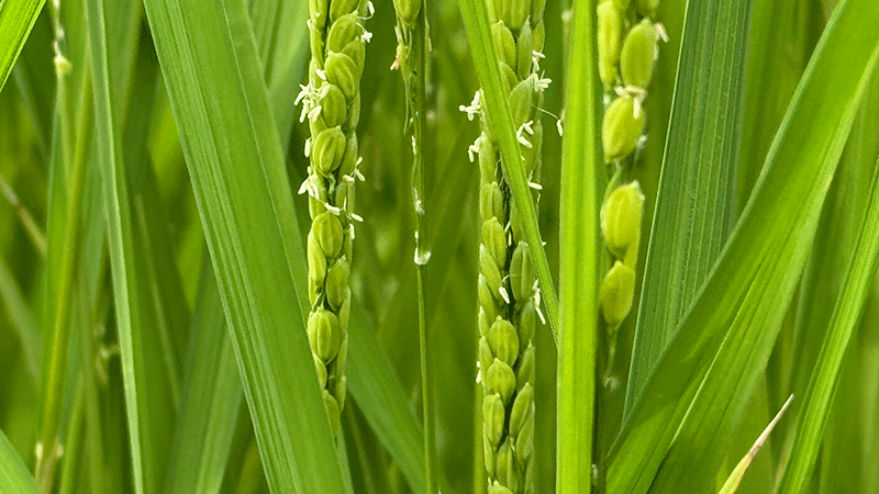 20250806 稲の花が咲いた