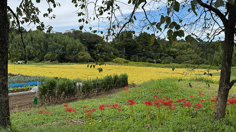 20250922 気持のいい秋