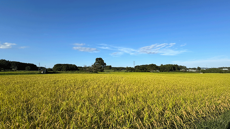 20250906豊かに稔る稲