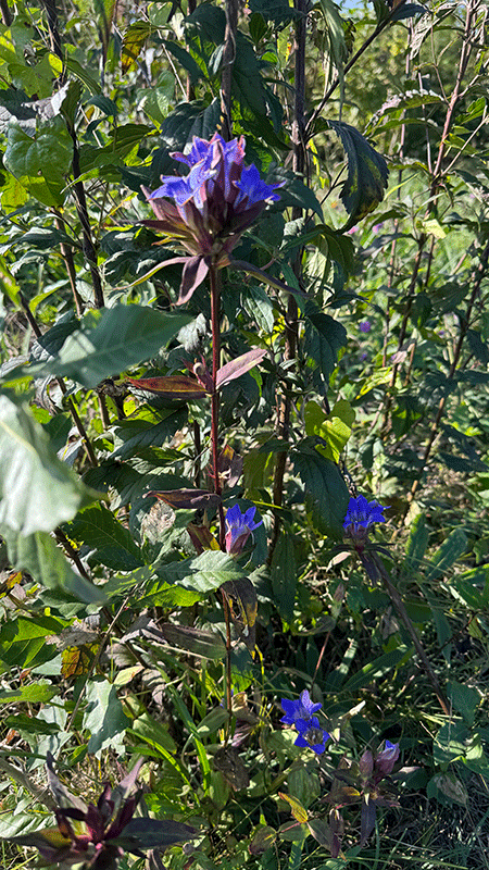 20251015那須の竜胆