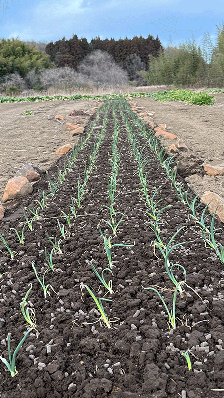 20260309玉ねぎの苗