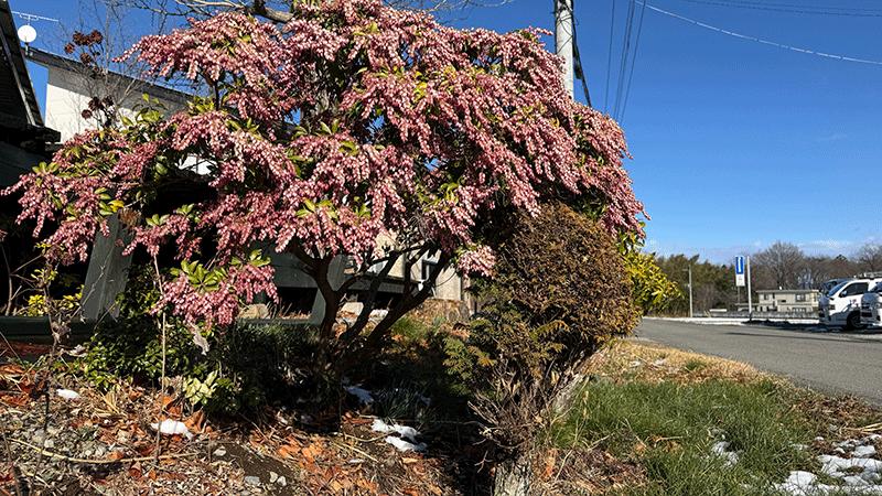 20260304馬酔木も咲いた