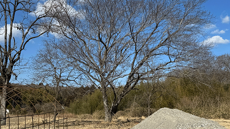 20260221 プルーンの木