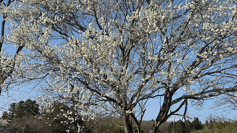 20250412花を咲かせたプルーン