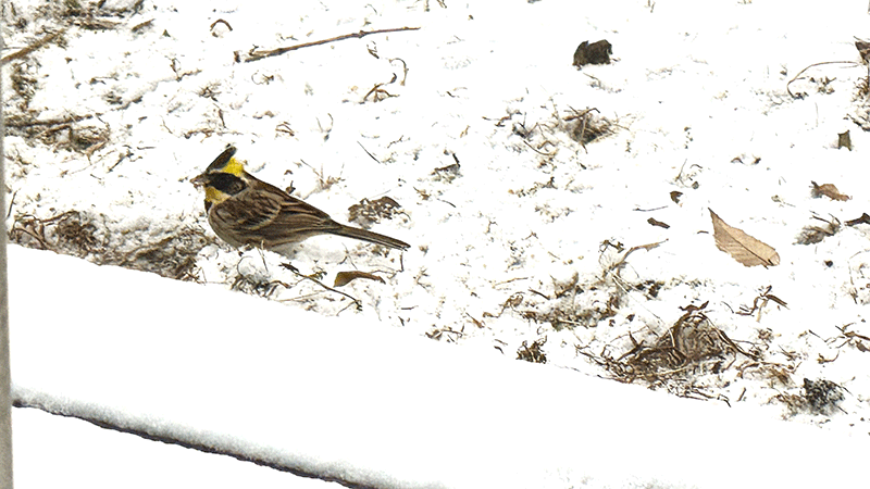 20260208トサカのある小鳥