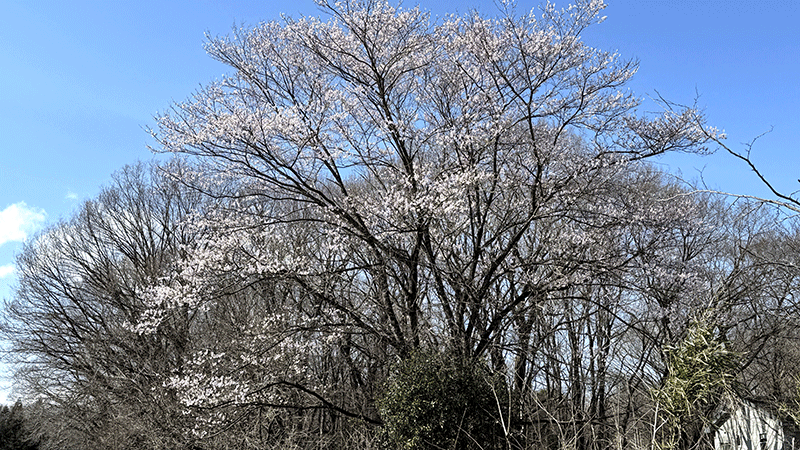 20250409那須に咲く山桜
