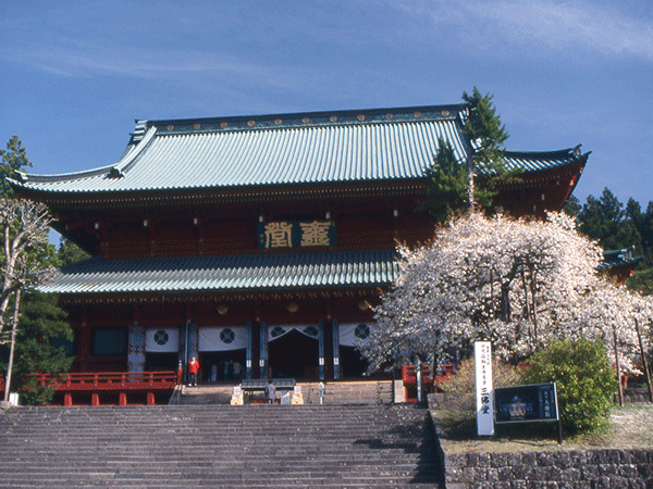 王寺三仏堂と金剛桜　日光山輪王寺所有（重要文化財 世界遺産）