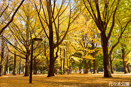 代々木公園　写真