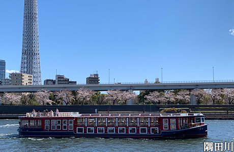 隅田川さくら