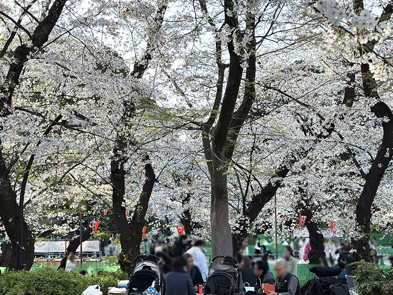 20250404桜の木の下で