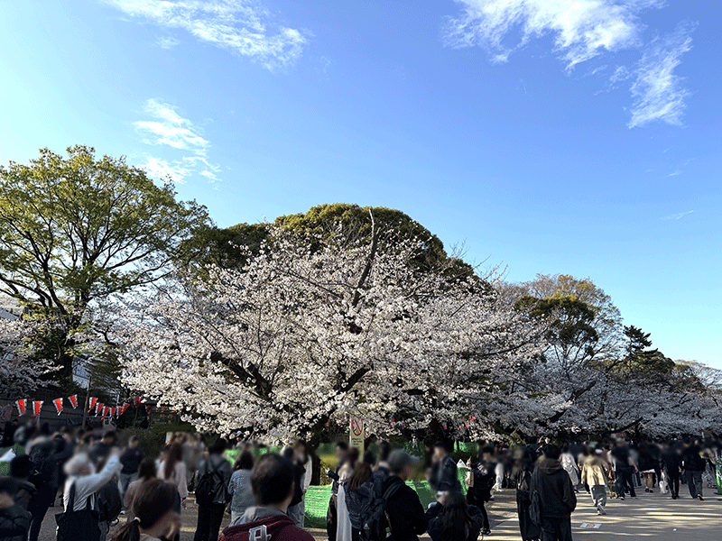 20250404上野の森公園のシンボル桜