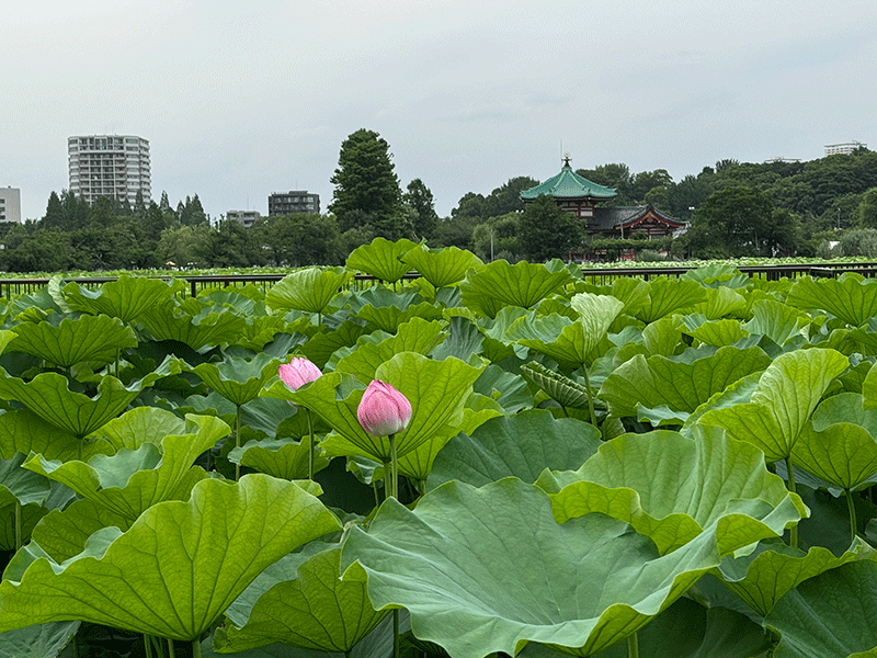 20240627不忍池蓮花