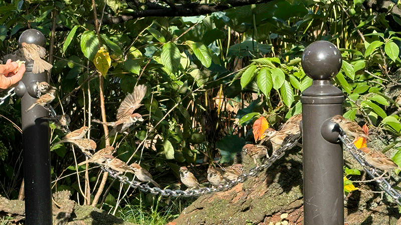 20241002鈴なりに並ぶスズメ